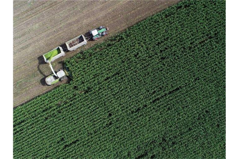 Auf einem Feld von einem Landwirtschaftsbetrieb in Brandenburg wird Mais für eine Biogasanlage und als Futter für Kühe gehäckselt. Foto: Patrick Pleul/dpa-Zentralbild/dpa