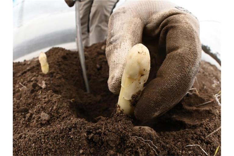 Auf einem Feld wird Spargel geerntet. Foto: Uli Deck/dpa/Symbolbild