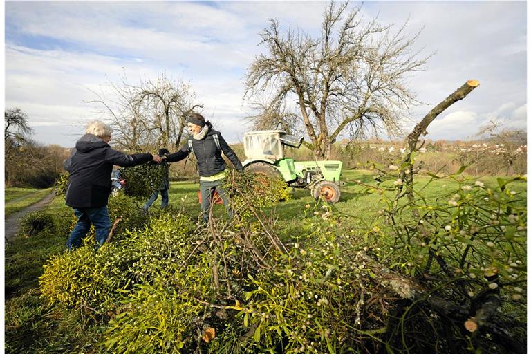 Auf einem gemeindeeigenen Grundstück werden Obstbäume bei der Aktion von Misteln befreit.  Foto: Alexander Becher