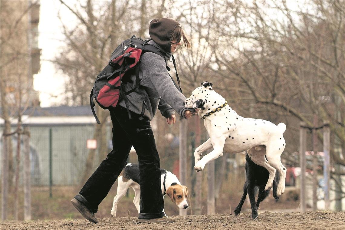 Auf einer eingezäunten Hundewiese können Halter ihre Tiere unbesorgt spielen lassen.Foto: Imago
