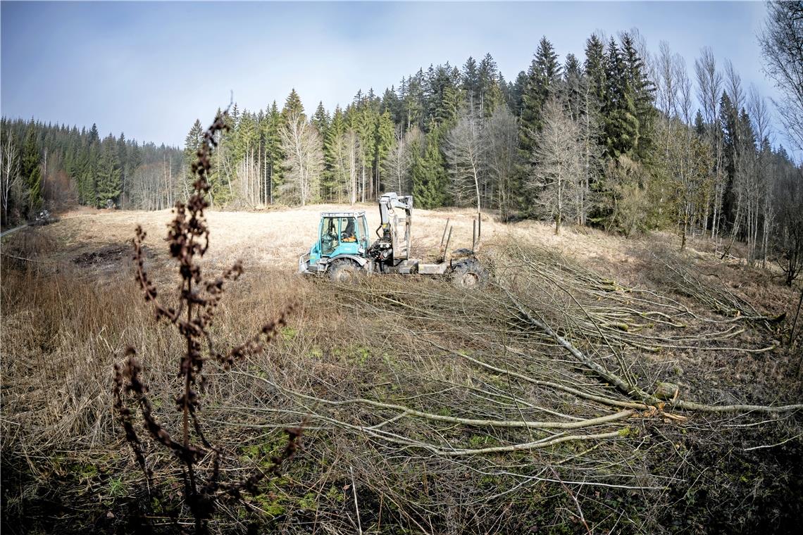 Neues Projekt für die Artenvielfalt im Rottal Auf einer Freifläche im Wald bei Großerlach soll in den nächsten Jahren eine Pfeifengraswiese entstehen, um die Artenvielfalt zu unterstützen. Fotos: Alexander Becher