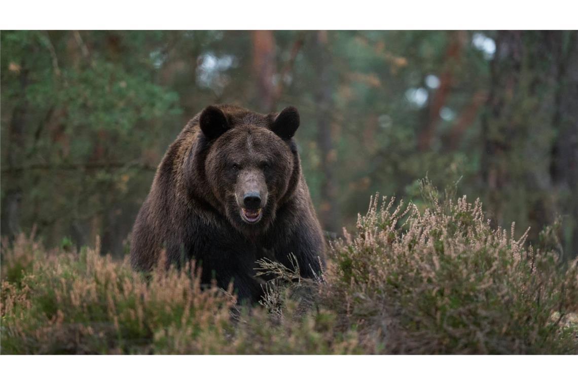 Auf einer Wanderroute am Berg Rausu in Japan attackiert ein Braunbär einen Mann und zieht ihn in einen Wald. (Symbolbild)