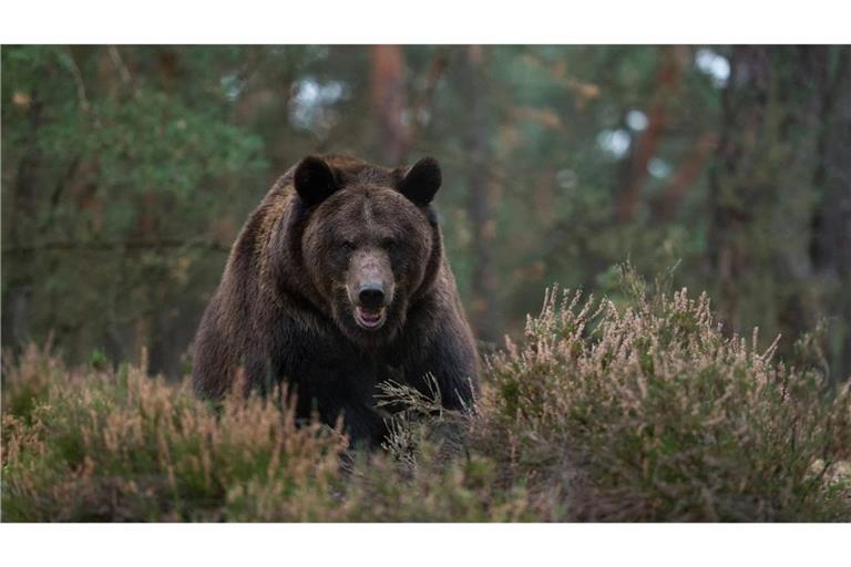 Auf einer Wanderroute am Berg Rausu in Japan attackiert ein Braunbär einen Mann und zieht ihn in einen Wald. (Symbolbild)