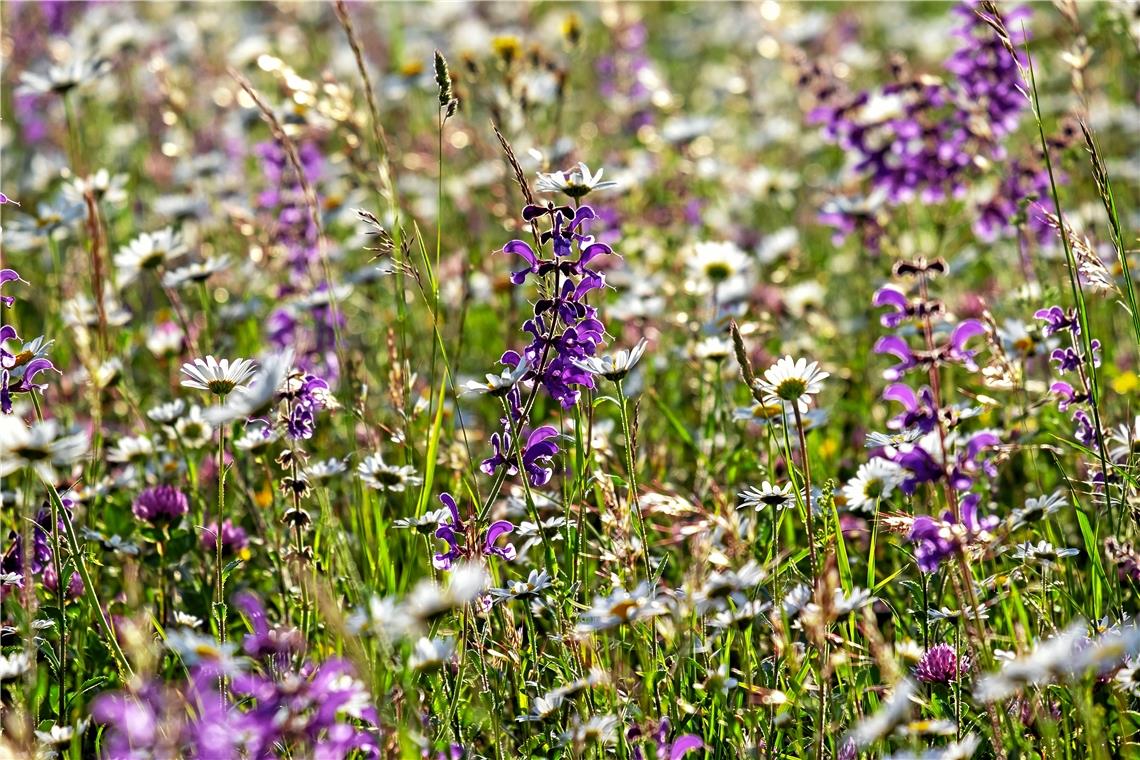 Auf einer Wildblumenwiese sollten heimische Blumen und Kräuter gesät werden. Je weniger gemäht wird, desto besser für die Insekten. Foto: Naturpark Schwäbisch-Fränkischer Wald
