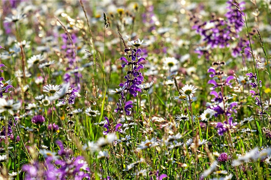 Ein Herz für Insekten: In diesen Wiesen summt und brummt es Auf einer Wildblumenwiese sollten heimische Blumen und Kräuter gesät werden. Je weniger gemäht wird, desto besser für die Insekten. Foto: Naturpark Schwäbisch-Fränkischer Wald