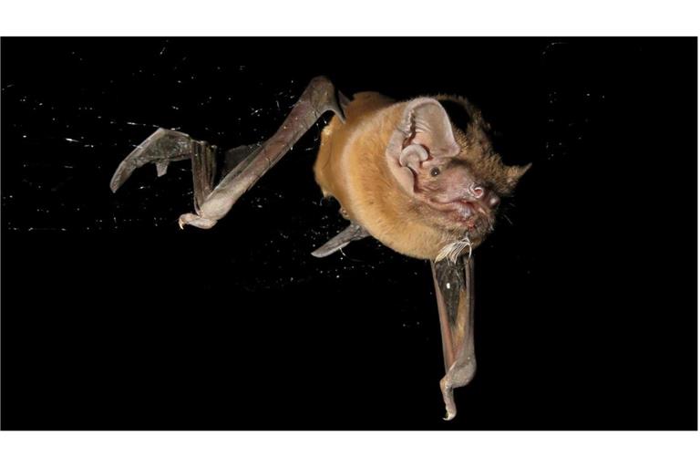 Auf frischer Tat ertappt: Europas größte Fledermaus jagt und verzehrt Singvögel in der Luft