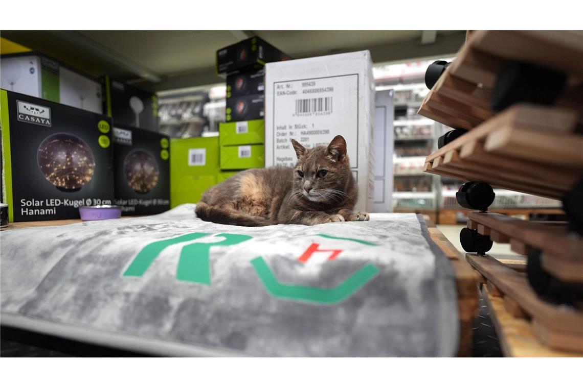 Auf ihrer Decke zwischen Paletten und Regalen macht es sich Lotti gerne gemütlich.