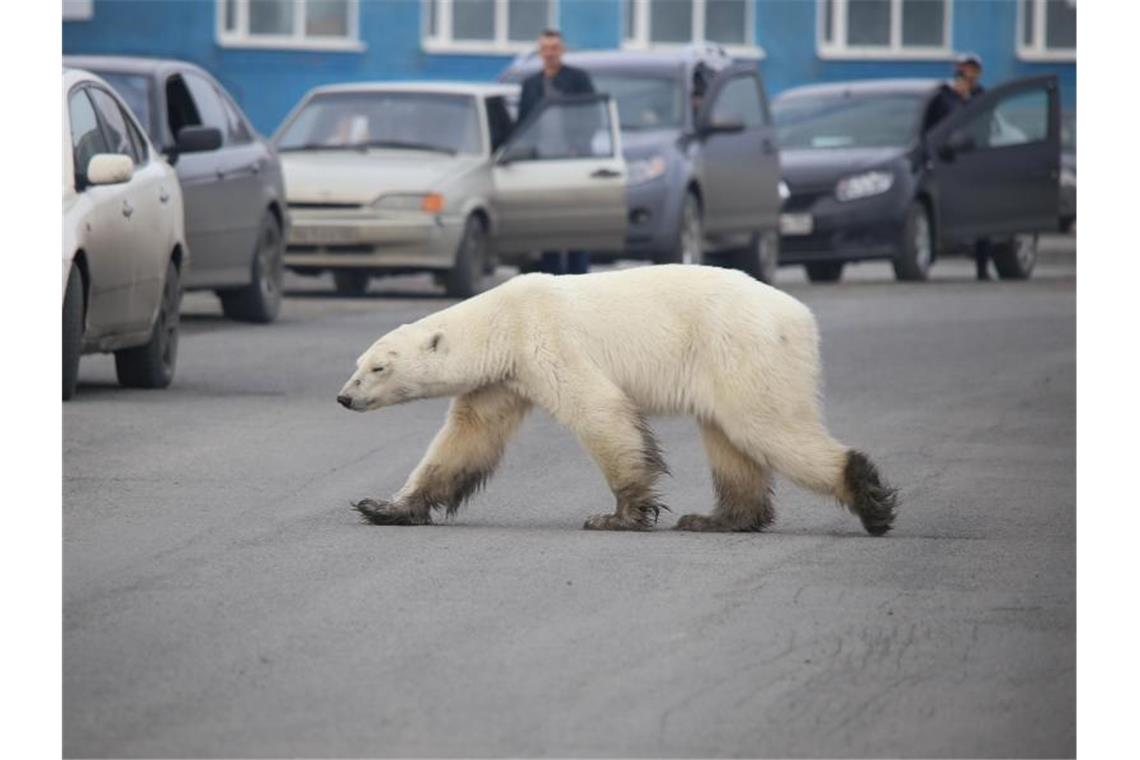 Eisbär sucht mitten in sibirischer Stadt nach Futter Auf Nahrungssuche: Dieser Eisbär ist in Sibirien in besiedeltes Gebiet vorgedrungen und sorgt nun für Aufregung. Foto: Irina Yarinskaya/Zapolyarnaya Pravda
