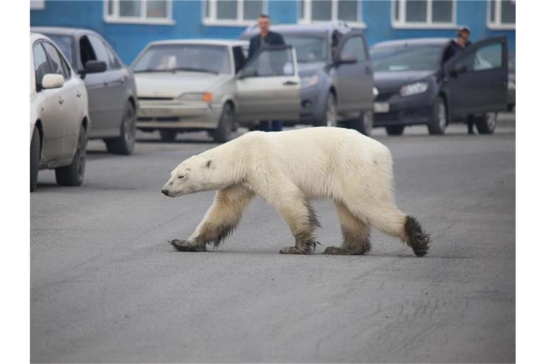 Auf Nahrungssuche: Dieser Eisbär ist in Sibirien in besiedeltes Gebiet vorgedrungen und sorgt nun für Aufregung. Foto: Irina Yarinskaya/Zapolyarnaya Pravda