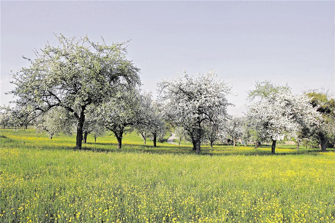 Biotopverbundplan: Zahlreiche Projekte für den Artenerhalt in Oppenweiler Auf Streuobstwiesen leben zahlreiche gefährdete Arten. Symbolbild: Edgar Layher