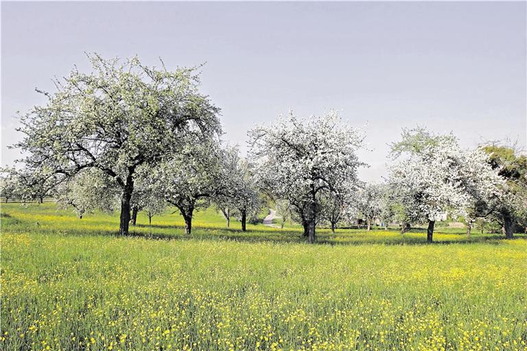 Biotopverbundplan: Zahlreiche Projekte für den Artenerhalt in Oppenweiler Auf Streuobstwiesen leben zahlreiche gefährdete Arten. Symbolbild: Edgar Layher