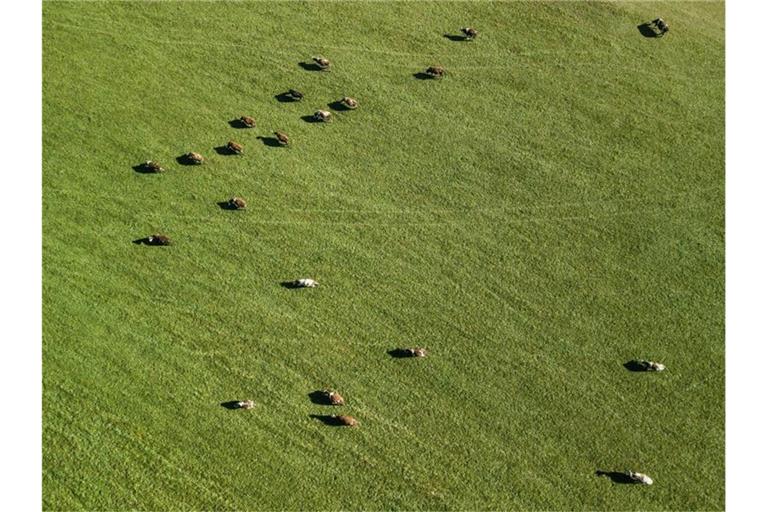 Auf weiter Flur - grasende Kühe im Schwarzwald. Foto: Silas Stein/dpa