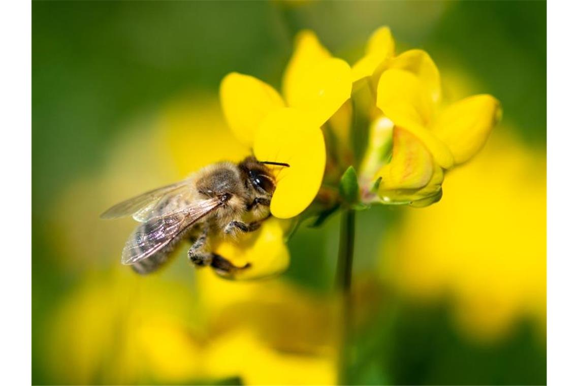 Auf Wiesen und in Wäldern Deutschlands sind inzwischen deutlich weniger Insekten unterwegs als noch vor einem Jahrzehnt. Foto: Fabian Sommer/dpa