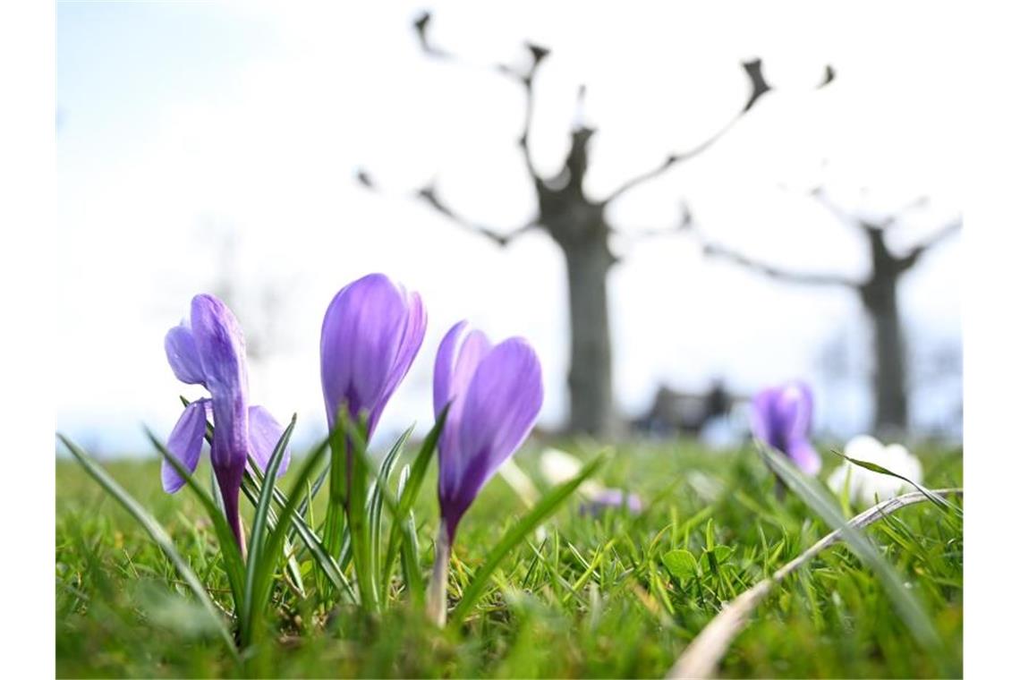 Aufgeblühte Krokusse. Foto: Felix Kästle/dpa