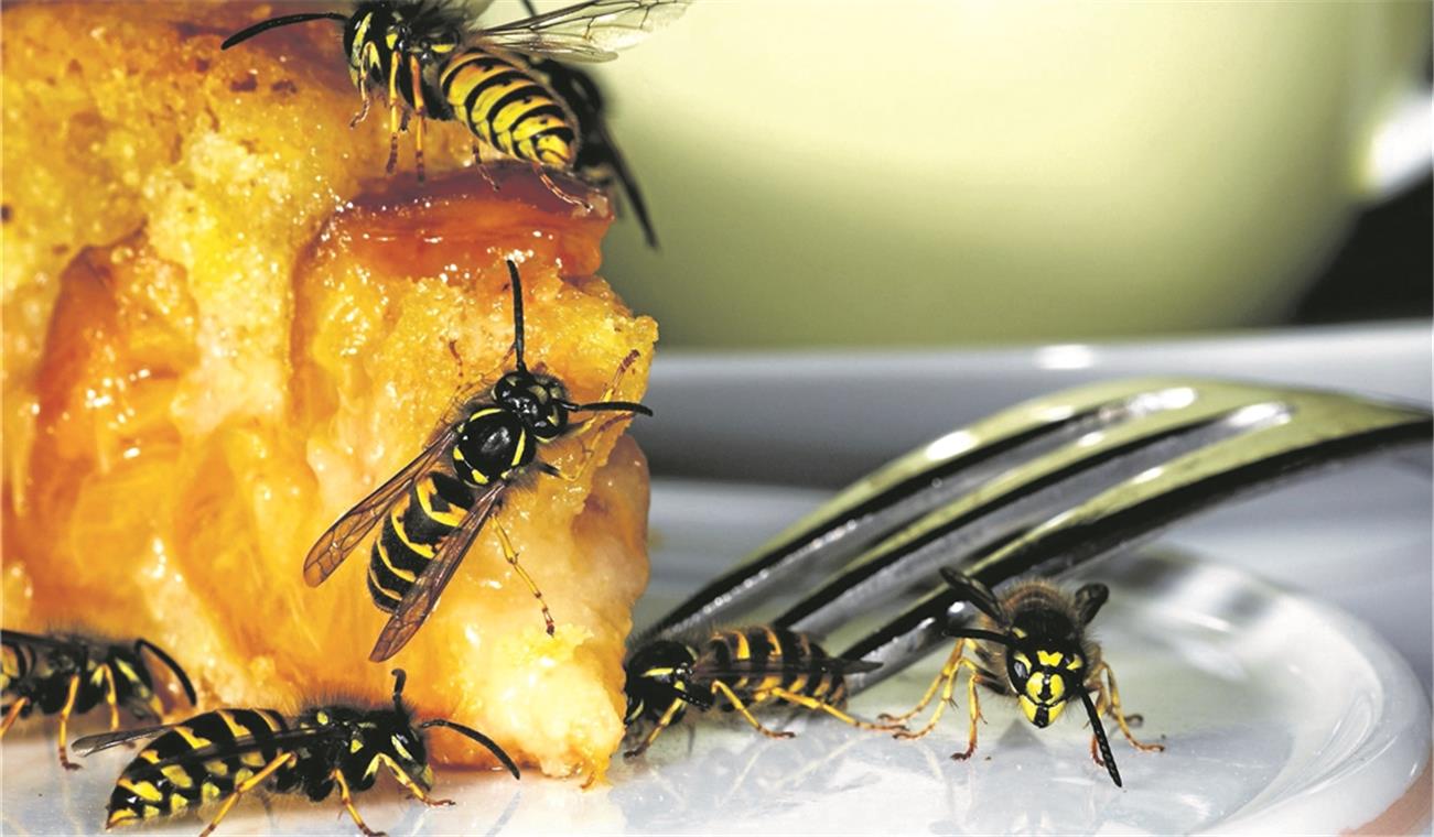 Aufgepasst beim Kuchenessen: Wespen lieben Süßspeisen und ziehen sie quasi magisch an. Um sie zu verscheuchen, sollte man aber keine hektischen Bewegungen machen. Foto: Fotolia