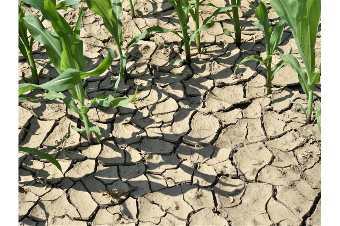 Schon 1,5 Grad mehr: Wie der Klimawandel Deutschland trifft Aufgerissen und ausgetrocknet: Ein Maisfeld in Sieversdorf im Landkreis Oder-Spree. Deutschlands Nordosten leidet immer stärker unter Hitze und Dürre. Foto: Patrick Pleul/dpa-Zentralbild/dpa