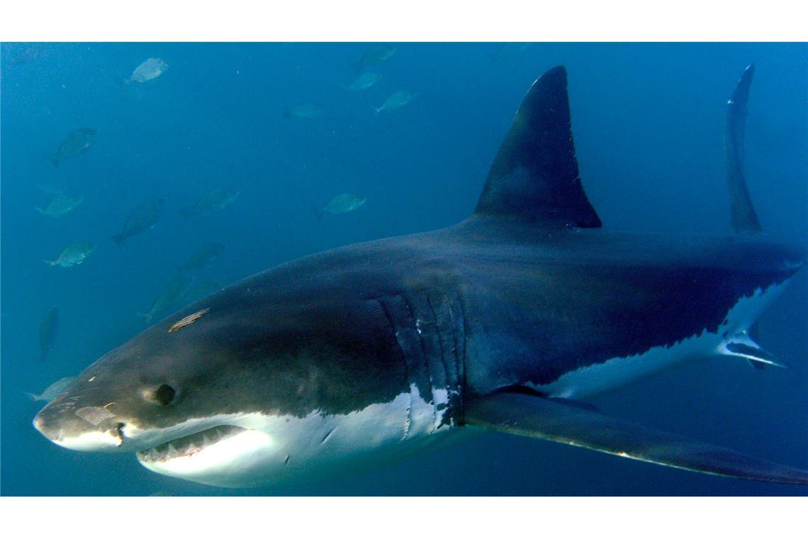 Surfer nach Haiangriff in Australien vermisst Augenzeugen zufolge soll der Surfer von einem Weißen Hai angegriffen worden sein. (Symbolbild)