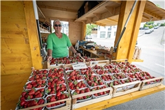 Aus dem Häuschen in der Sulzbacher Straße verkauft Vera Fuchsen heimische Erdbeeren aus geschütztem Anbau. Foto: Alexander Becher