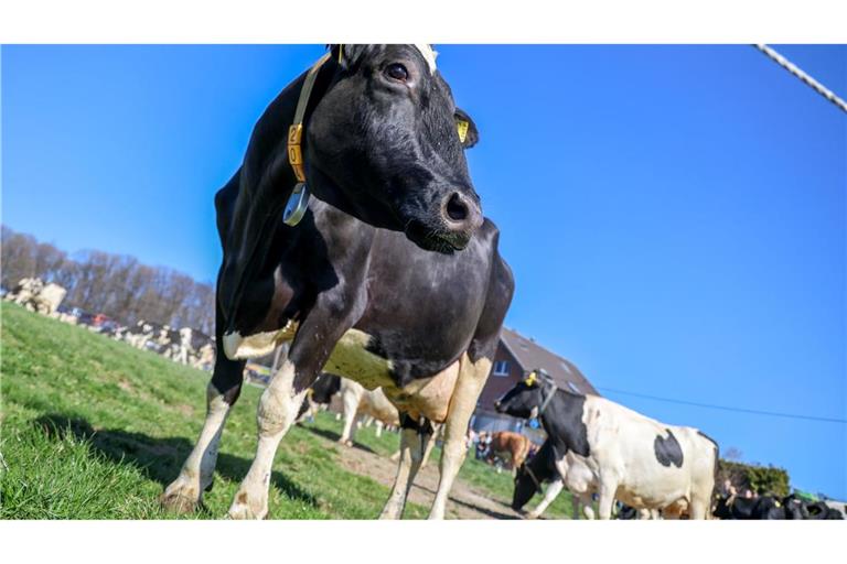 Aus einem Betrieb in Mecklenburg-Vorpommern wurde Bullensperma gestohlen. (Symbolbild)