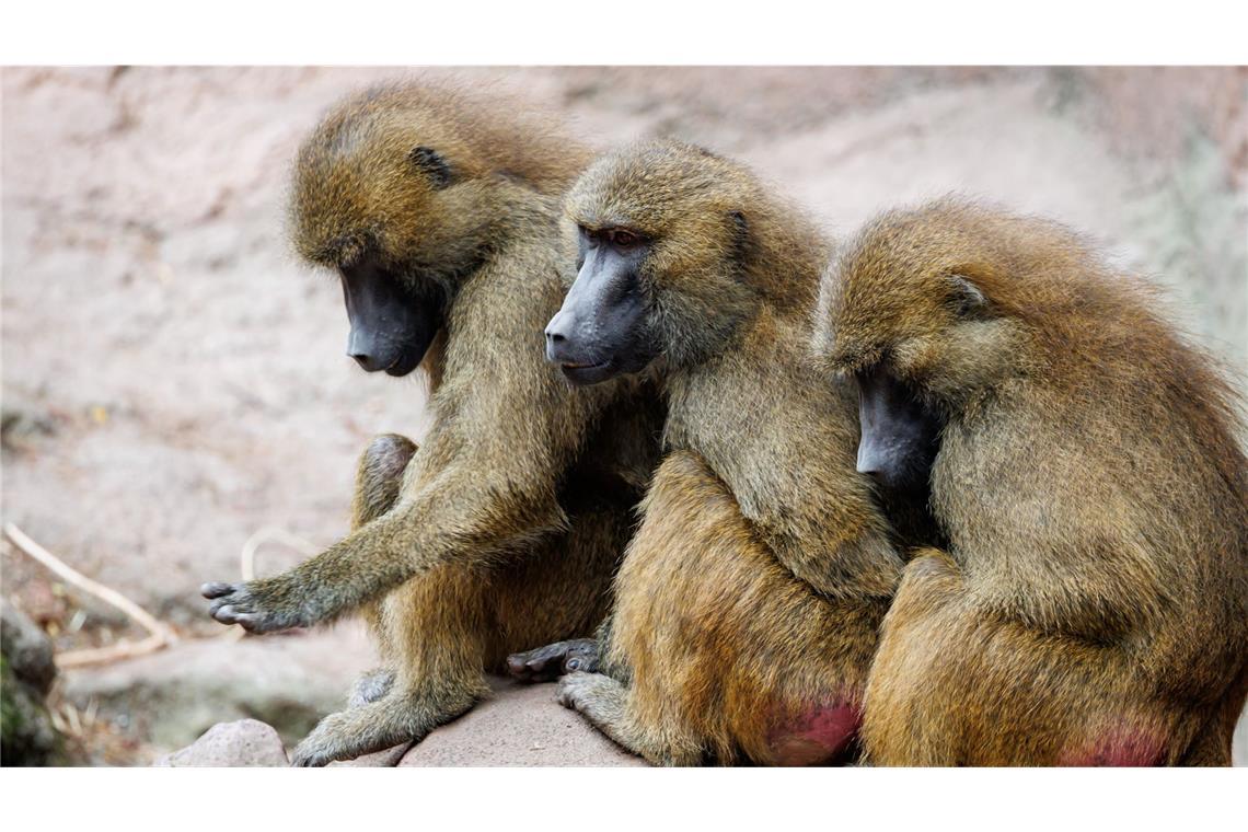 Trotz massiver Kritik – Tiergarten tötet gesunde Paviane Aus Platzmangel hat der Nürnberger Tiergarten zwölf Paviane getötet. (Archivbild)