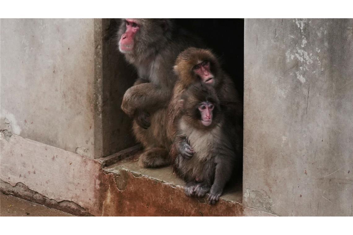 Aus Punch ist ein kleiner Rabauke geworden. (Archivbild)