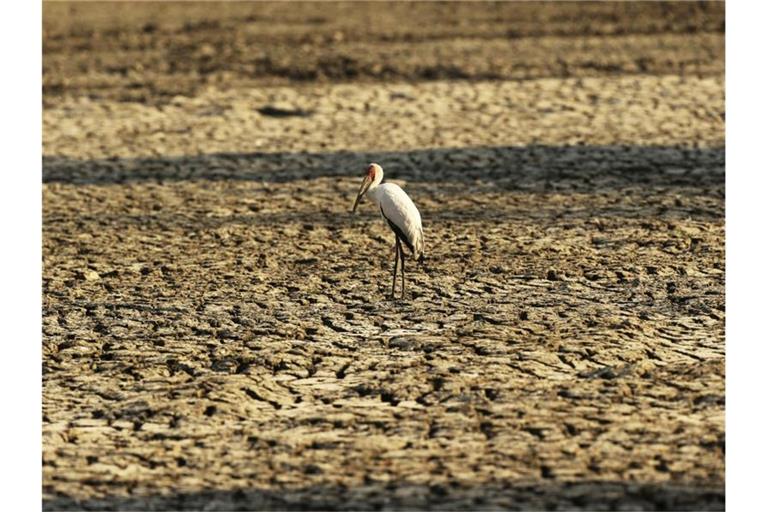 Ausgetrocknete Wasserstelle in Simbabwe. Foto: Tsvangirayi Mukwazhi/AP/dpa