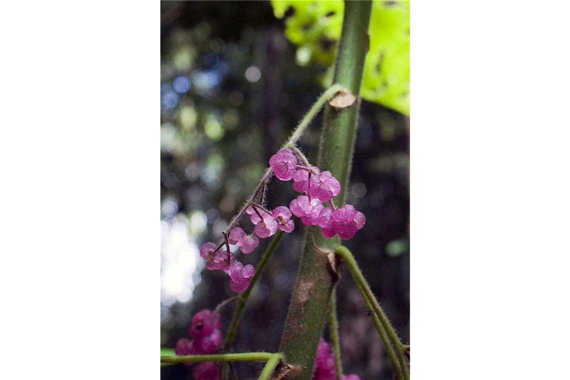 Gift im Garten: Bei diesen beliebten Pflanzen ist Vorsicht angesagt Australische Brennnessel (Dendrocnide moroides): Sie wächst in Australien und den Regenwäldern in Indonesien. Die vier bis zehn Meter hohe Pflanze ist mit dichten, stachelartigen Brennhaaren besetzt, die durch Kleidung dringen. Das darin enthaltene Toxin Moroidin verursacht Hautreizungen, Schwellungen und starke Schmerzen, die monatelang anhalten können.