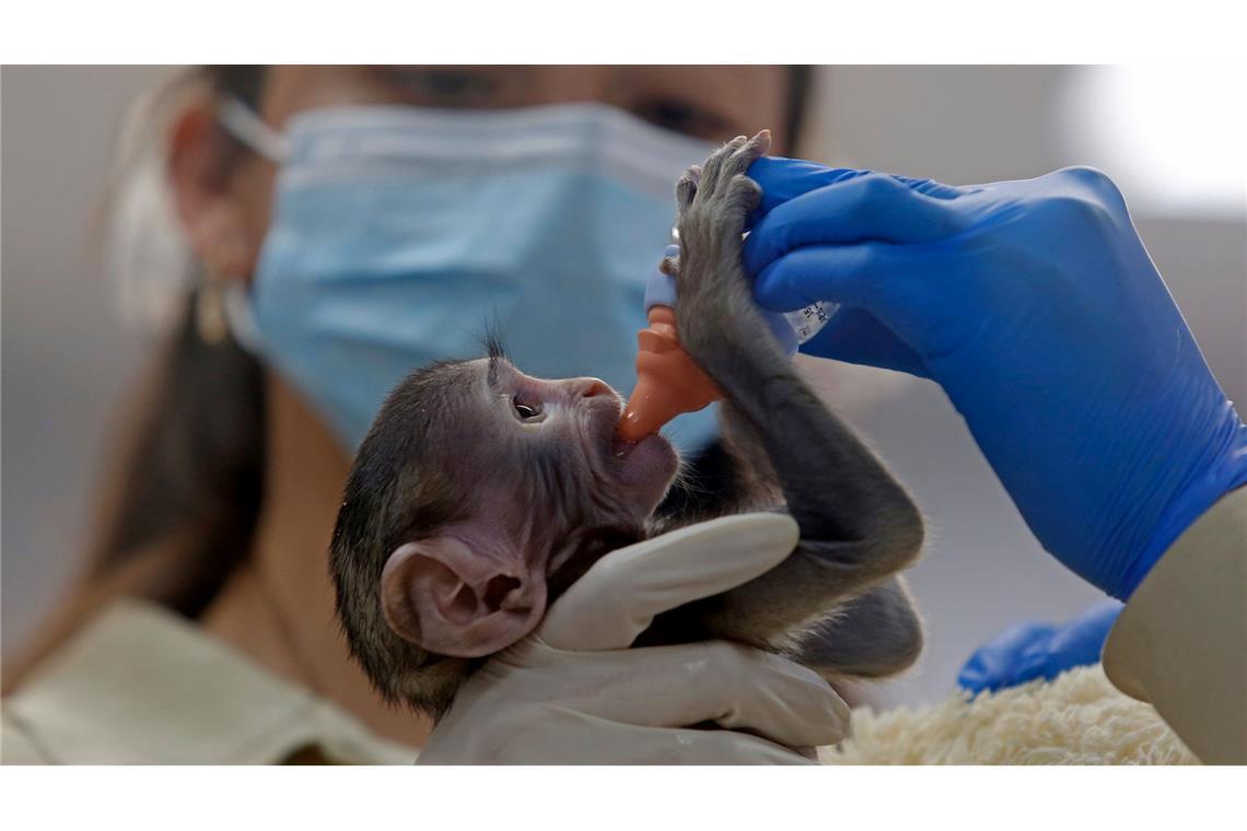 Baby Yuji wird von Pflegern im Zoo der Stadt Guadalajara versorgt.