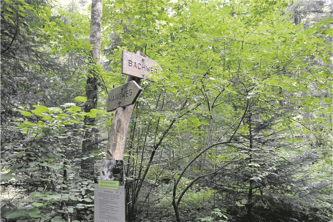 Bachweg oder Hangweg ist hier die Frage. Der Bachweg ist eindeutig schwieriger z...