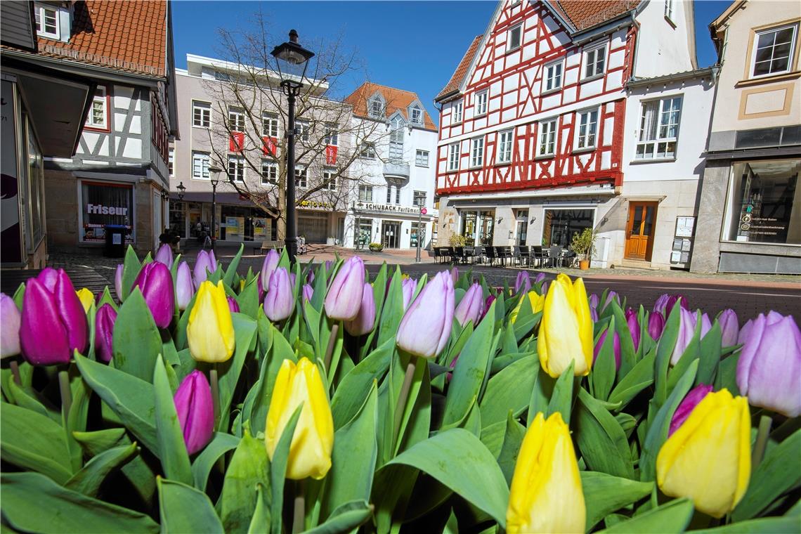 BACKNANG (log). Für den vergangenen Sonntag war der Tulpenfrühling in Backnang ursprünglich angesetzt worden. Wegen der Ansteckungsgefahr mit dem Coronavirus haben die Veranstalter das Event frühzeitig abgesagt, die zahlreichen Blumenzwiebeln waren zu diesem Zeitpunkt jedoch nicht mehr zu stornieren. „Tausende von Tulpen für den diesjährigen Backnanger Tulpenfrühling wurden diese Woche geliefert, da wir diese bereits im Herbst ordern“, teilte der Stadtmarketingverein am Sonntag mit. Kurzerhand habe man die Tulpen dann in die bestehenden Beete der Stadt Backnang gepflanzt. So ist in der Stadt ein Hauch von Tulpenfrühling zu spüren. Foto: A. Becher