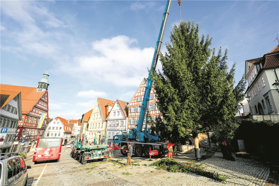 Backnangs Weihnachtsbaum steht BACKNANG (not). Weihnachten rückt näher. Folgerichtig wurde gestern der Backnanger Hauptweihnachtsbaum auf dem Marktplatz aufgestellt, schließlich muss er in den nächsten Tagen noch mit Tausenden Lichtern geschmückt werden. Und das dauert, denn die Fichte, die gestern aus dem Backnanger Wohngebiet Steinrain angeliefert wurde, ist immerhin stolze 15 Meter hoch. Insgesamt werden im gesamten Stadtgebiet 15 Weihnachtsbäume aufgestellt. Foto: A. Becher