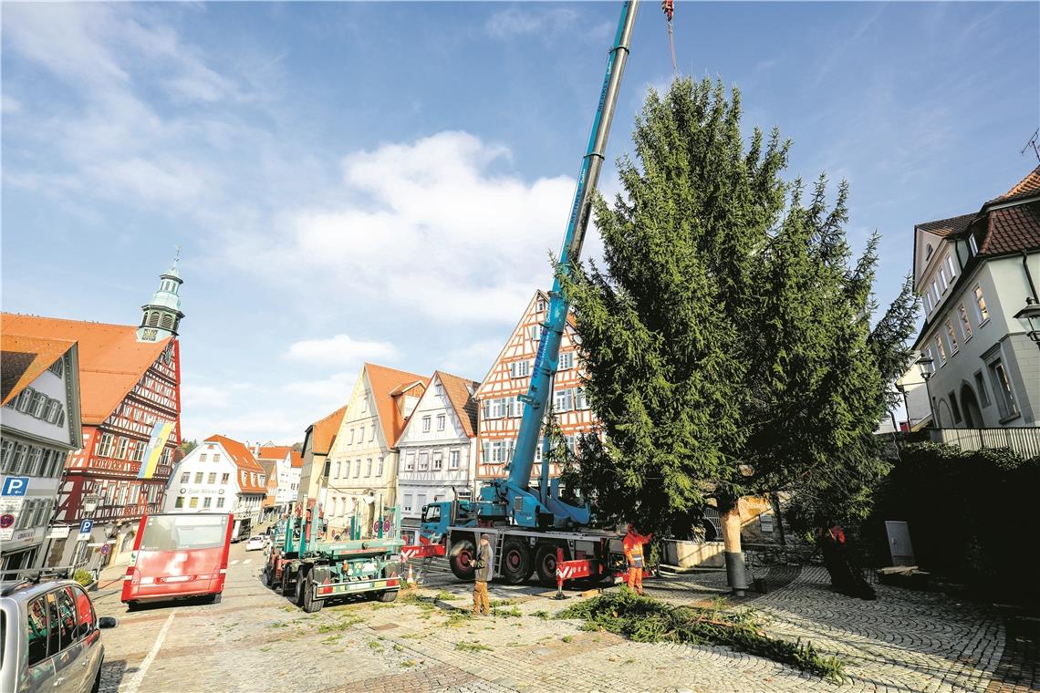 BACKNANG (not). Weihnachten rückt näher. Folgerichtig wurde gestern der Backnanger Hauptweihnachtsbaum auf dem Marktplatz aufgestellt, schließlich muss er in den nächsten Tagen noch mit Tausenden Lichtern geschmückt werden. Und das dauert, denn die Fichte, die gestern aus dem Backnanger Wohngebiet Steinrain angeliefert wurde, ist immerhin stolze 15 Meter hoch. Insgesamt werden im gesamten Stadtgebiet 15 Weihnachtsbäume aufgestellt. Foto: A. Becher