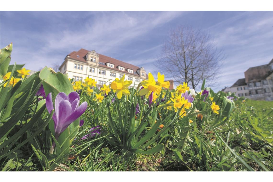 Frühling für Backnang – Blumen blühen in der Stadt BACKNANG (sas). Backnang im Frühlingsfieber: In der vergangenen Woche waren vier Mitarbeiter des Bauhofs damit beschäftigt, rund 2000 Blumen zu pflanzen. Kleine Gänseblümchen, Vergissmeinnicht, Narzissen, Stiefmütterchen und Hornveilchen bringen nicht nur die Innenstadt, wie hier im Stiftshof, sondern auch die Ortsteile zum Blühen. Dafür haben die Bauhofmitarbeiter gerade einmal gut zweieinhalb Tage benötigt. Jedes Jahr, immer in der Zeit zwischen Mitte und Ende März werden die Beete und Kästen bepflanzt. In besonders kalten Jahren sei auch mal später gepflanzt worden. Aber: „Vor dem Tulpenfrühling sollten wir fertig sein“, erklärt Simon Heideker, Abteilungsleiter Grünzug des Bauhofs. Zum Tulpenfrühling am 7. April kommen zudem vom Stadtmarketing Backnang noch 50 weitere verschiedene Tulpensorten in mobilen Beeten dazu, lässt Ralf Binder, Geschäftsstellenleiter des Stadtmarketings und Wirtschaftsförderer der Stadt, wissen. Foto: A. Becher