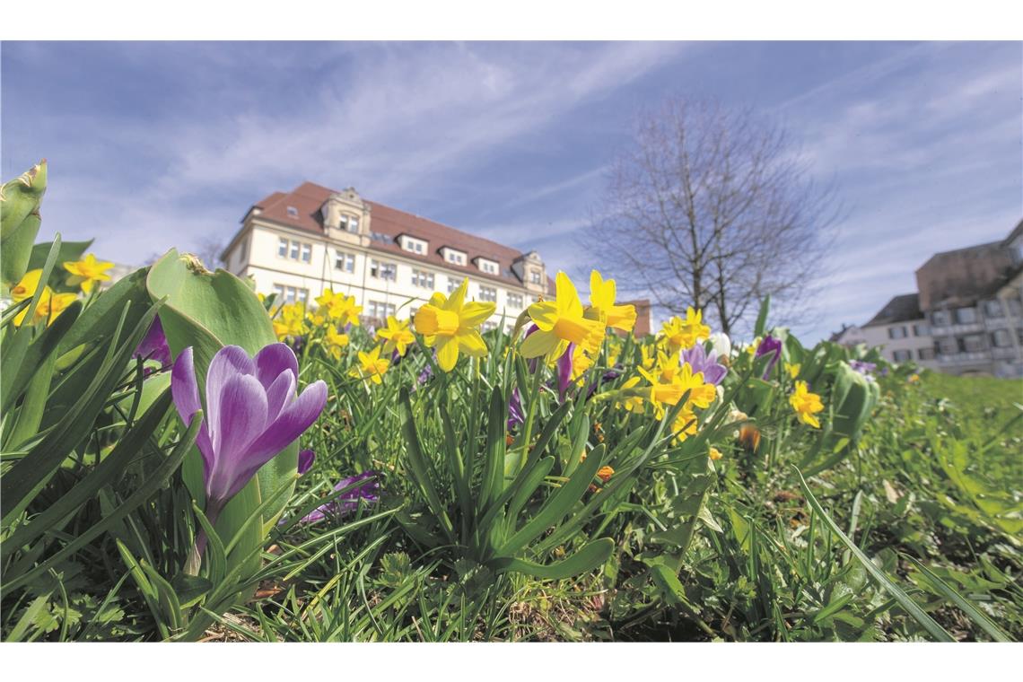 BACKNANG (sas). Backnang im Frühlingsfieber: In der vergangenen Woche waren vier Mitarbeiter des Bauhofs damit beschäftigt, rund 2000 Blumen zu pflanzen. Kleine Gänseblümchen, Vergissmeinnicht, Narzissen, Stiefmütterchen und Hornveilchen bringen nicht nur die Innenstadt, wie hier im Stiftshof, sondern auch die Ortsteile zum Blühen. Dafür haben die Bauhofmitarbeiter gerade einmal gut zweieinhalb Tage benötigt. Jedes Jahr, immer in der Zeit zwischen Mitte und Ende März werden die Beete und Kästen bepflanzt. In besonders kalten Jahren sei auch mal später gepflanzt worden. Aber: „Vor dem Tulpenfrühling sollten wir fertig sein“, erklärt Simon Heideker, Abteilungsleiter Grünzug des Bauhofs. Zum Tulpenfrühling am 7. April kommen zudem vom Stadtmarketing Backnang noch 50 weitere verschiedene Tulpensorten in mobilen Beeten dazu, lässt Ralf Binder, Geschäftsstellenleiter des Stadtmarketings und Wirtschaftsförderer der Stadt, wissen. Foto: A. Becher