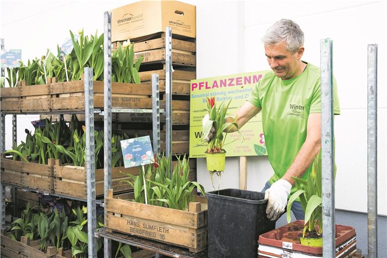 BACKNANG (sil). Sie heißen Aladdin und Negligé, Queen of the night, Rokoko, Brownie oder Stronglove – und jede Einzelne von ihnen ist so ausgefallen, dass sie nur sehr schwierig zu bekommen ist. Die Rede ist von den Tulpen, die in diesem Jahr das erste Mal beim Backnanger Tulpenfrühling in mobilen Beeten die Innenstadt verschönern werden. Die Beete sind kleine Holzkisten, die am Mittwoch in der Backnanger Gärtnerei „Winters Blumenladen“ in der Sulzbacher Straße bestückt wurden. 50 Kisten mit jeweils acht verschiedenen Tulpen – manche rot, manche gelb, manche zweifarbig, manche gefranst. Die Tulpen selbst kommen von der Gärtnerei Klein in Kornwestheim (Kreis Ludwigsburg) und werden in Backnang frisch in die mobilen Beete gepflanzt. Das ist mehr Arbeit, als man vermutet, bestätigt Brigitte Winkler, Geschäftsführerin von „Winters Blumenladen“. „Wir brauchen etwa einen Tag dafür. Dazu kommt dann allerdings noch die Vorbereitungszeit, da die Kisten mit Pappe und Folie ausgekleidet werden müssen, damit die Erde unten nicht hinausfällt.“ Diese Arbeiten nehmen ebenfalls noch einmal einen halben Tag in Anspruch. Gestern wurden die fertigen Beete dann von Werner Winkler, der die Beete auch befüllt hat (Foto) ausgefahren. Wohin? „30 Beete wurden von örtlichen Einzelhändlern gekauft, 20 bekommt der Bauhof, um sie in der Innenstadt zu verteilen“, so Brigitte Winkler. Damit die Besucher des Backnanger Tulpenfrühlings wissen, welche Tulpen sich in den jeweiligen Beeten befinden, werden Namensschilder angebracht. „Ich finde diese Idee wirklich gut“, sagt Brigitte Winkler. „Der Stadtmarketingverein bemüht sich immer wieder, neue Ideen zu finden. Und es ist klasse, dass sie dabei die Betriebe vor Ort – in diesem Fall uns – mit einbinden und nicht schon alles fertig irgendwo anders kaufen.“ Auch, dass die Tulpen aus Deutschland kommen und keine weiten Wege aus Holland oder sogar Afrika hinter sich haben, begrüßt Winkler ausdrücklich. Foto: J. Fiedler