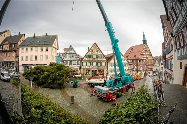 Backnang sucht seinen Weihnachtsbaum. Archivfoto: Alexander Becher