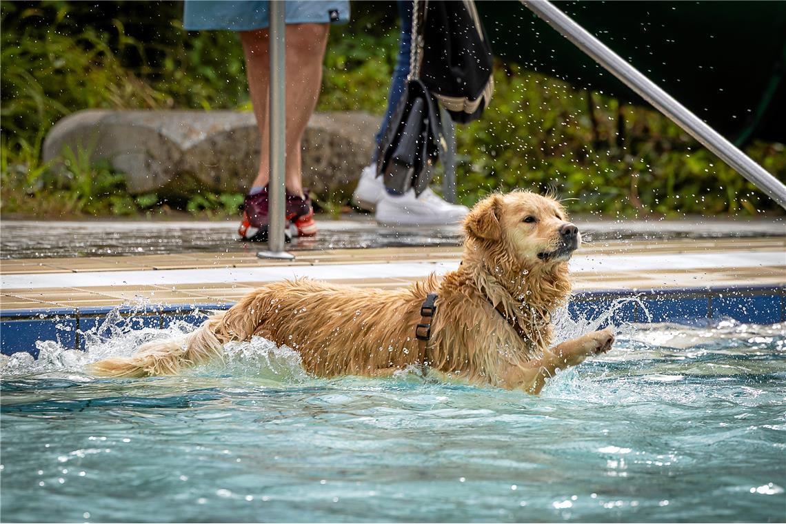 Backnanger Hundeschwimmfest