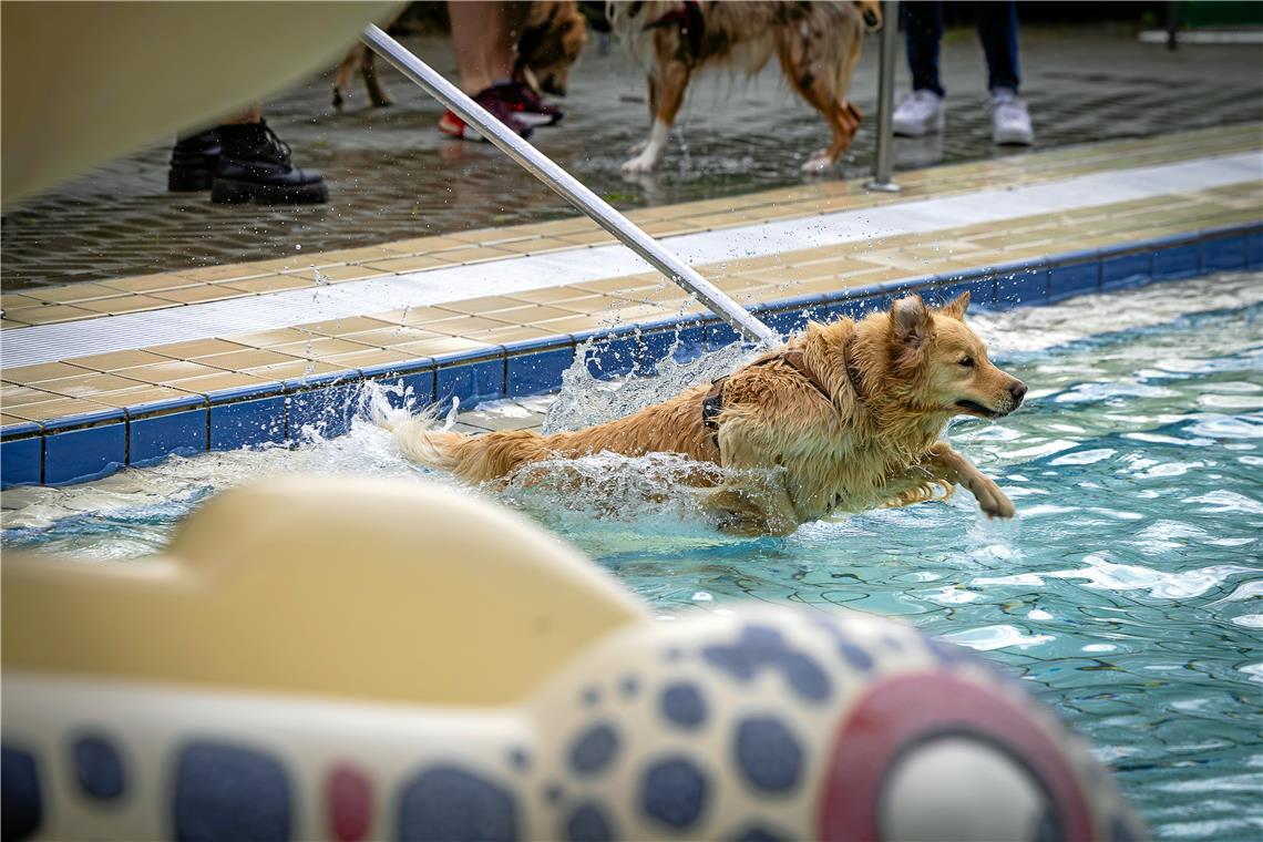 Backnanger Hundeschwimmfest