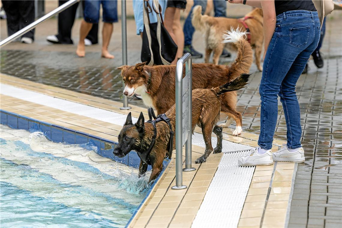 Backnanger Hundeschwimmfest