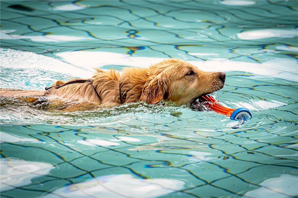 Backnanger Hundeschwimmfest