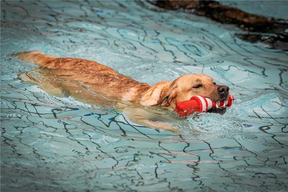 Backnanger Hundeschwimmfest