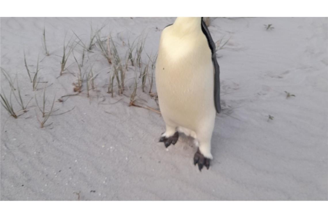 Weit weg von Zuhause: Kaiserpinguin strandet in Australien Badegäste am Ocean Beach staunten nicht schlecht über den seltenen Gast.