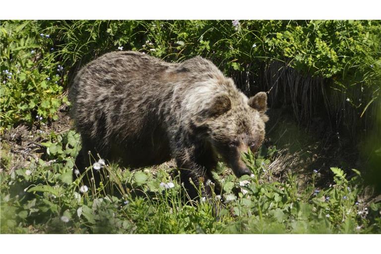 Bären wandern immer wieder aus dem italienischen Trentino nach Norden. (Symbolbild)