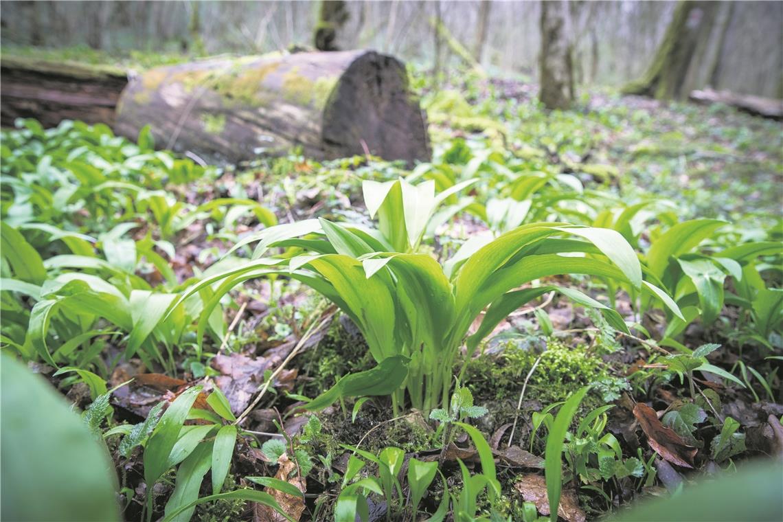 Bärlauch im Wald. Foto: A. Becher