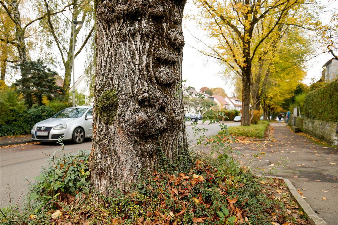 Bäume am Straßenrand sind schön und schützen vor Hitze. Sie können aber auch Probleme bereiten, Stichwort Wurzeln, Laub oder Verschattung von Fotovoltaikanlagen. Deshalb ist es wichtig, die richtigen Arten an den richtigen Stellen zu pflanzen. Archivfoto: Alexander Becher