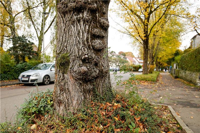 Bäume am Straßenrand sind schön und schützen vor Hitze. Sie können aber auch Probleme bereiten, Stichwort Wurzeln, Laub oder Verschattung von Fotovoltaikanlagen. Deshalb ist es wichtig, die richtigen Arten an den richtigen Stellen zu pflanzen. Archivfoto: Alexander Becher