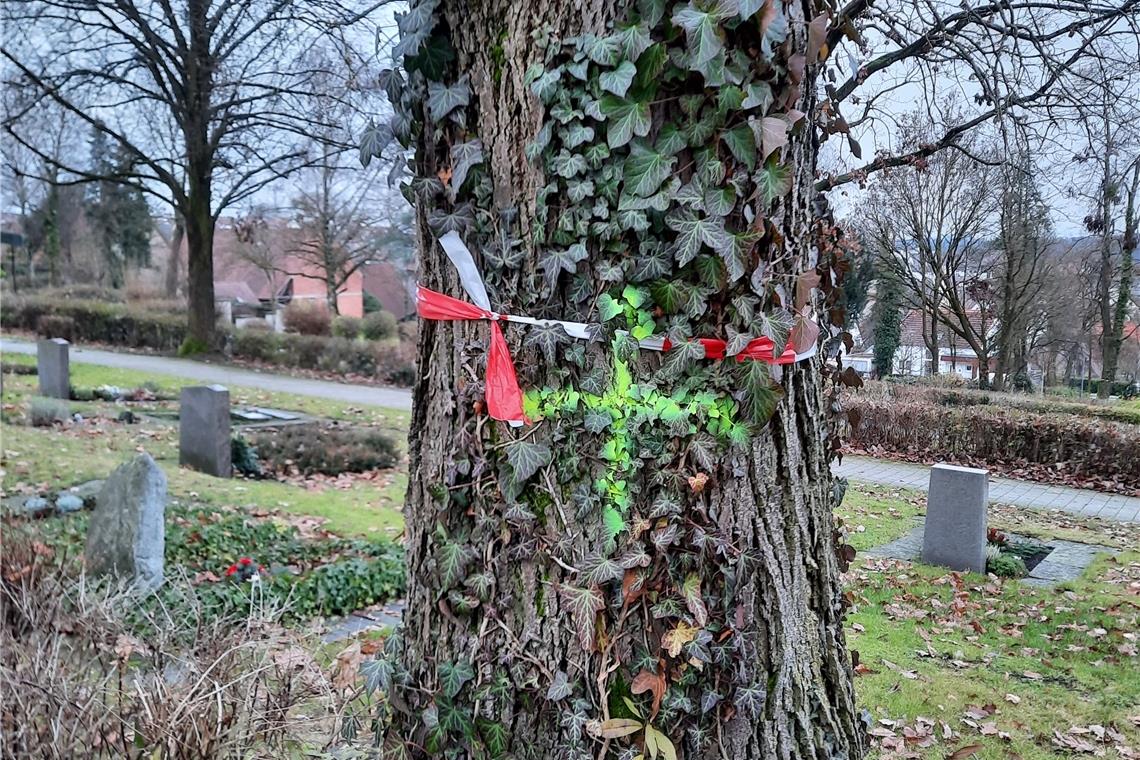 Neues Baumkonzept für den Friedhof Bäume auf dem Kirchberger Friedhof, die gefällt werden sollen, sind mit einem rot-weißen Band gekennzeichnet. Foto: I. Knack