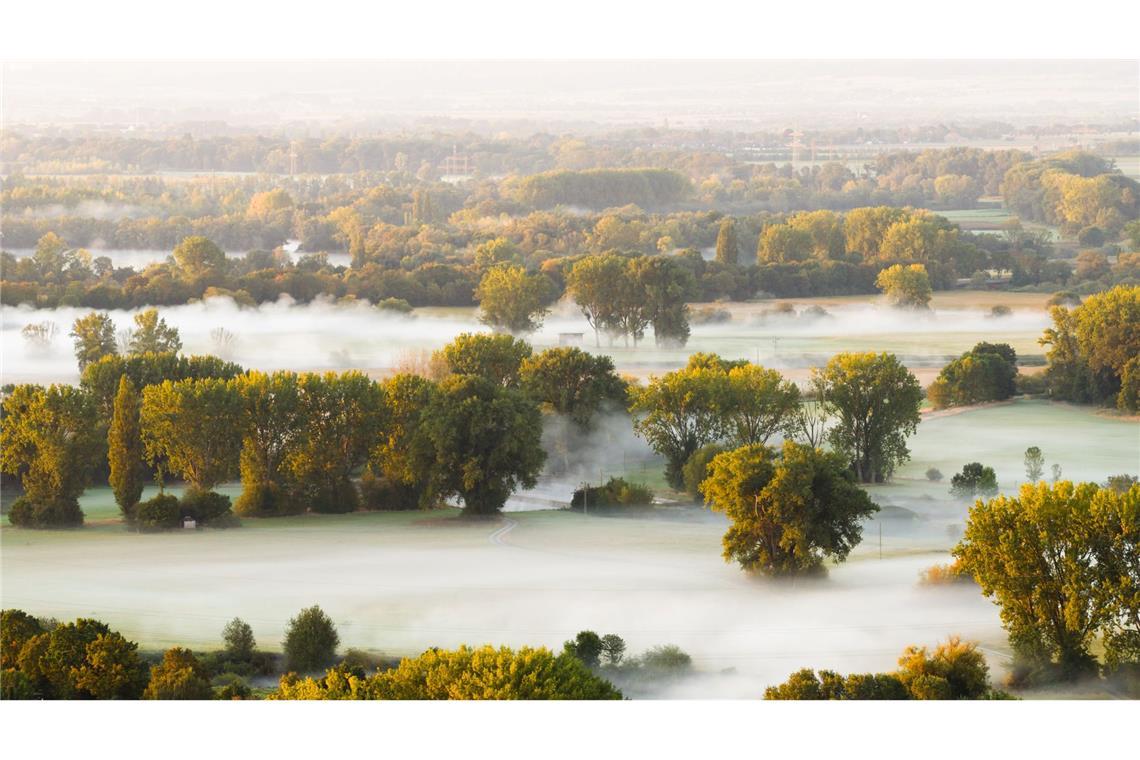 Bäume im Nebel: Dichte Nebelschwaden ziehen bei Sonnenaufgang durch die Leinemasch in der Region Hannover.