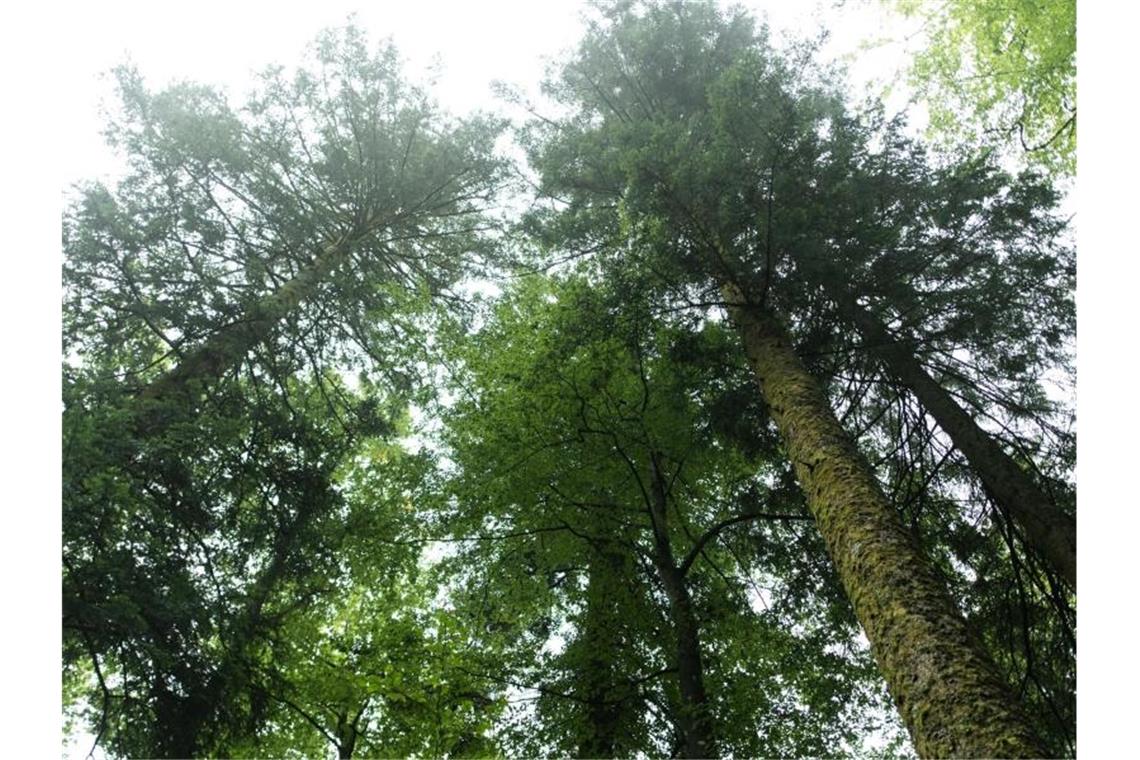 Frauen und Kinder verlaufen sich abends im Schwarzwald Bäume stehen im Nationalpark Schwarzwald. Foto: Patrick Seeger/dpa/Archivbild