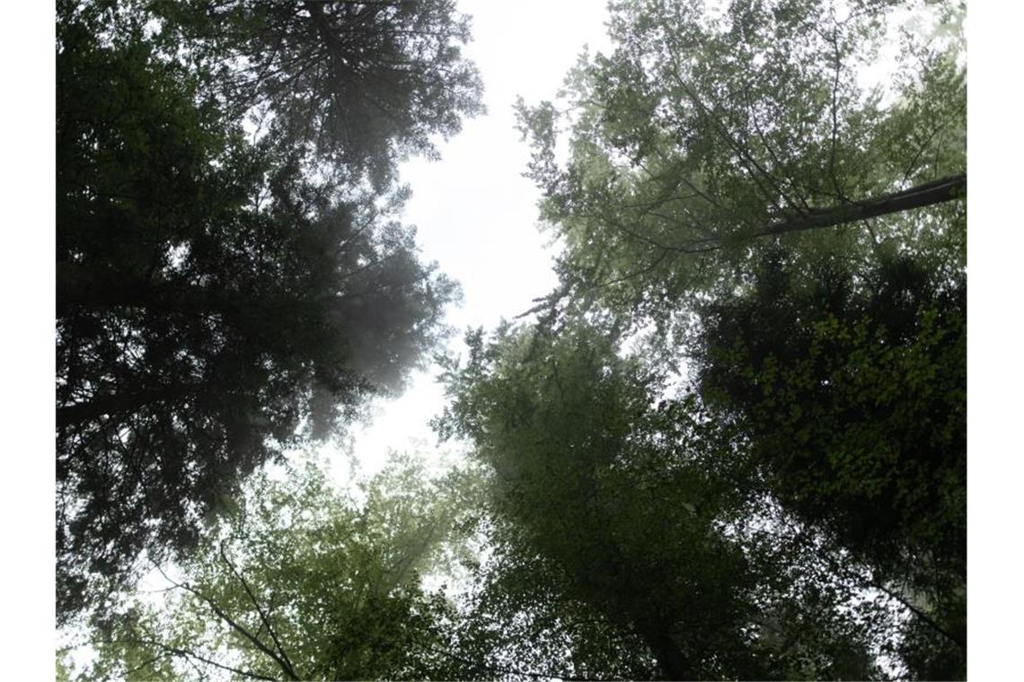 Bäume stehen im Nationalpark Schwarzwald. Foto: Patrick Seeger/dpa/archiv